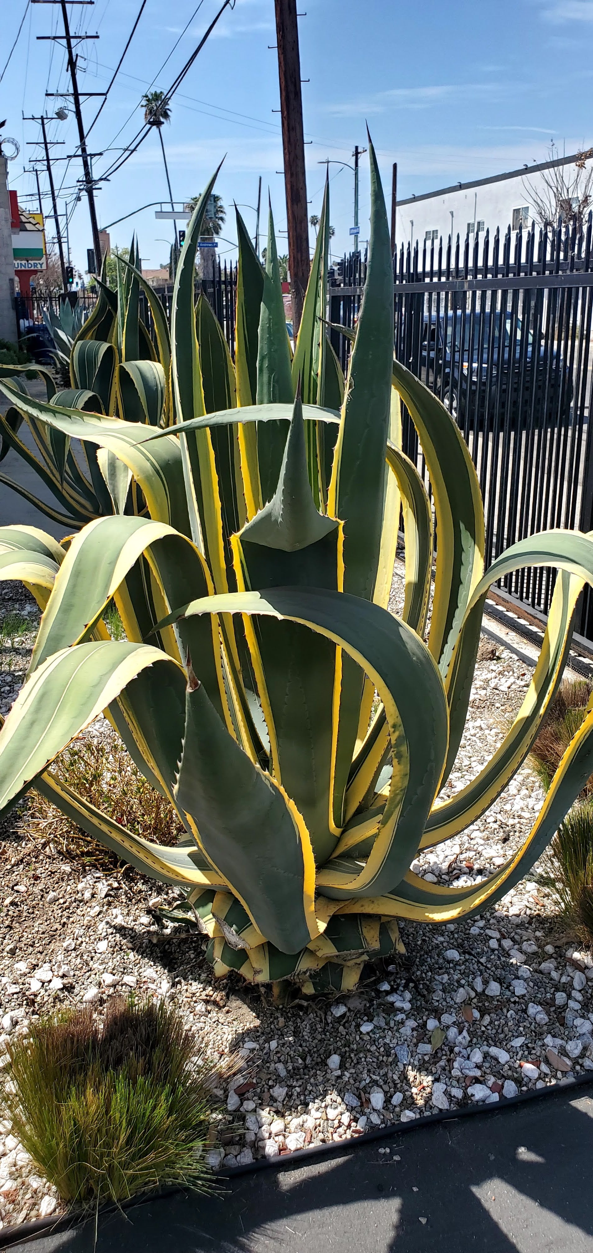 Variegated American Aloe