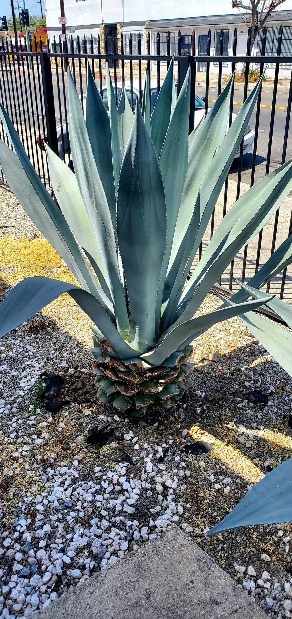 Century plant