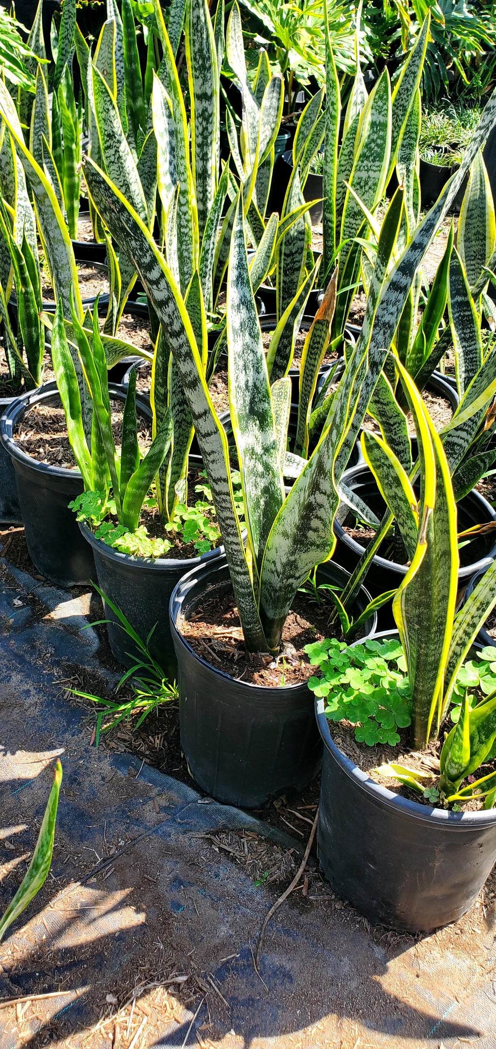 Variegated Snake Plant