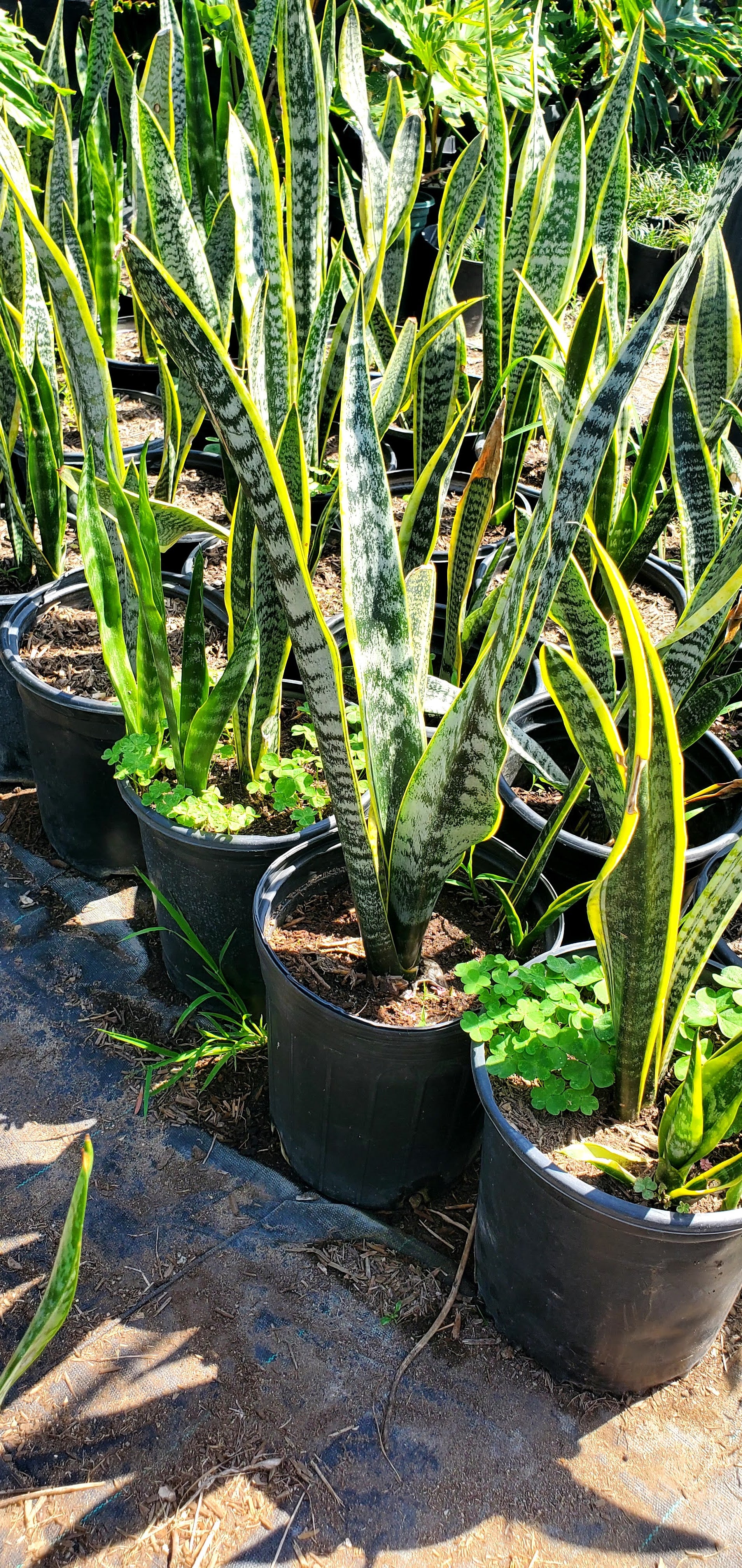 Variegated Snake Plant
