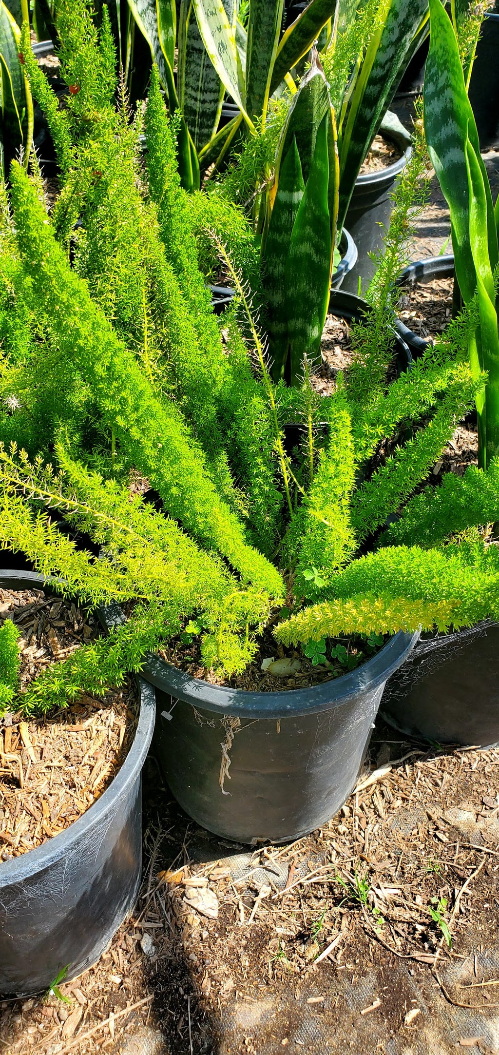 Asparagus fern
