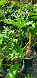 split leaf philodendron