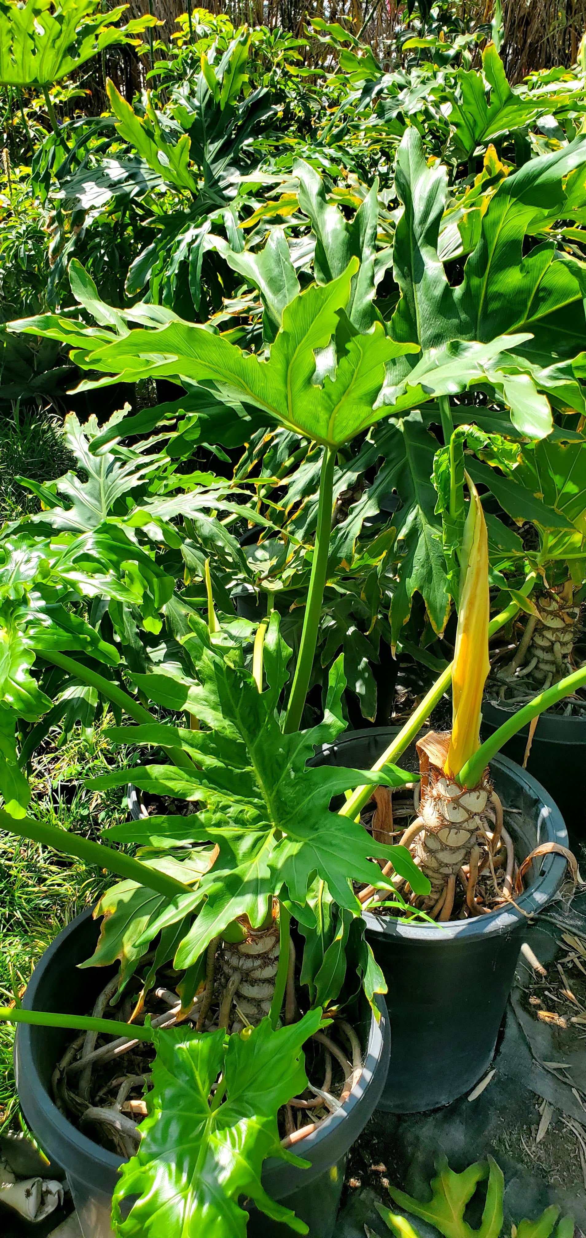 split leaf philodendron