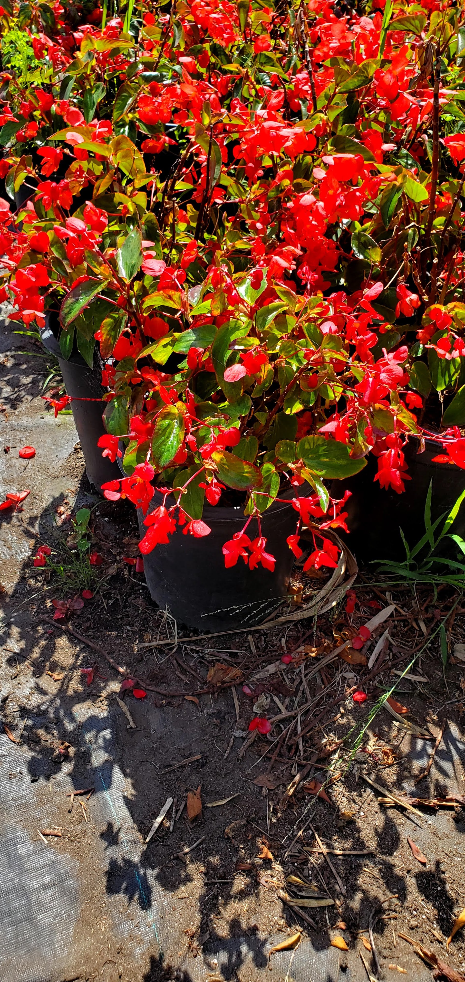 Wax begonia