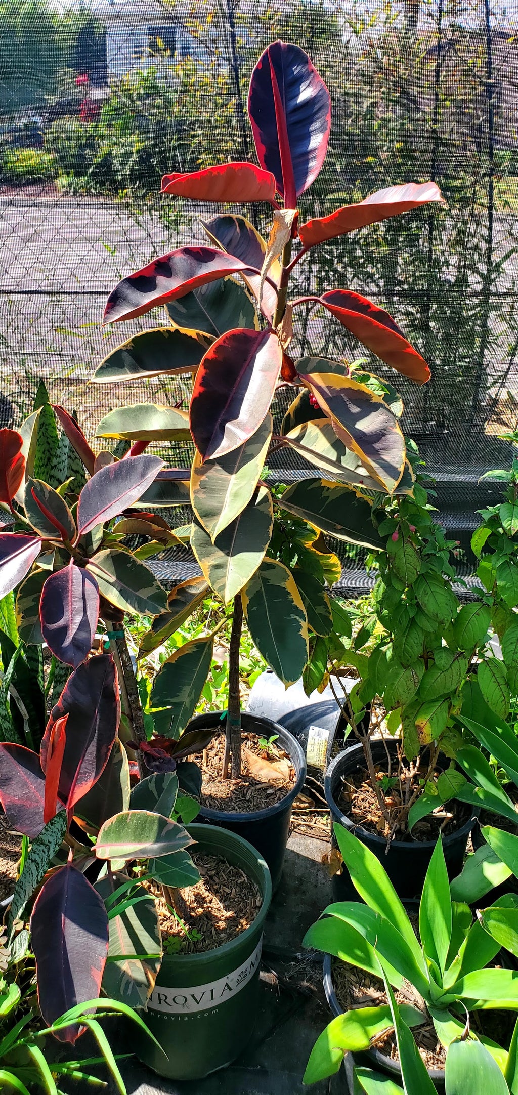 Rubber plant