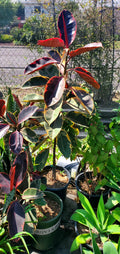 Rubber plant
