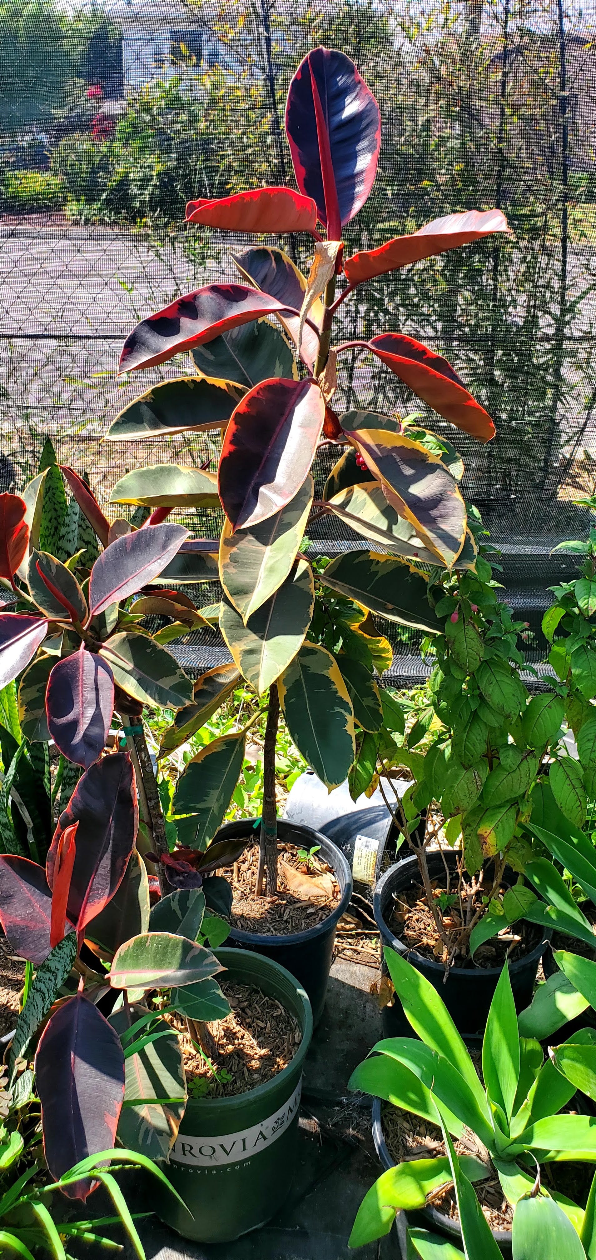 Rubber plant