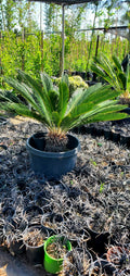 Sago palm