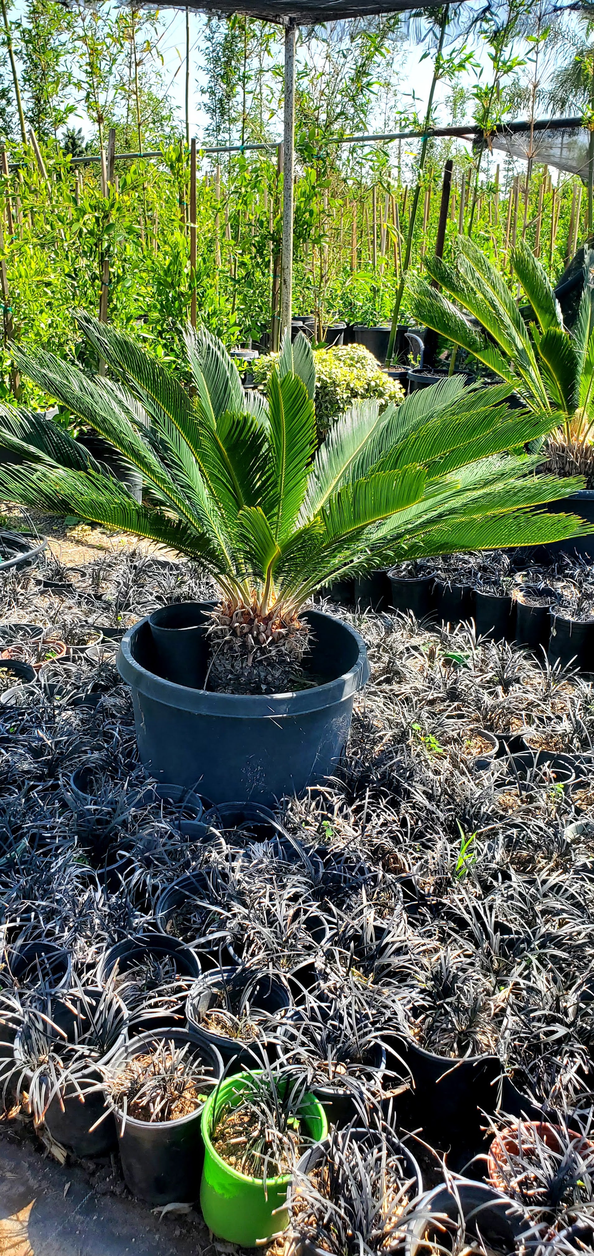 Sago palm