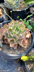 Echeveria party dress