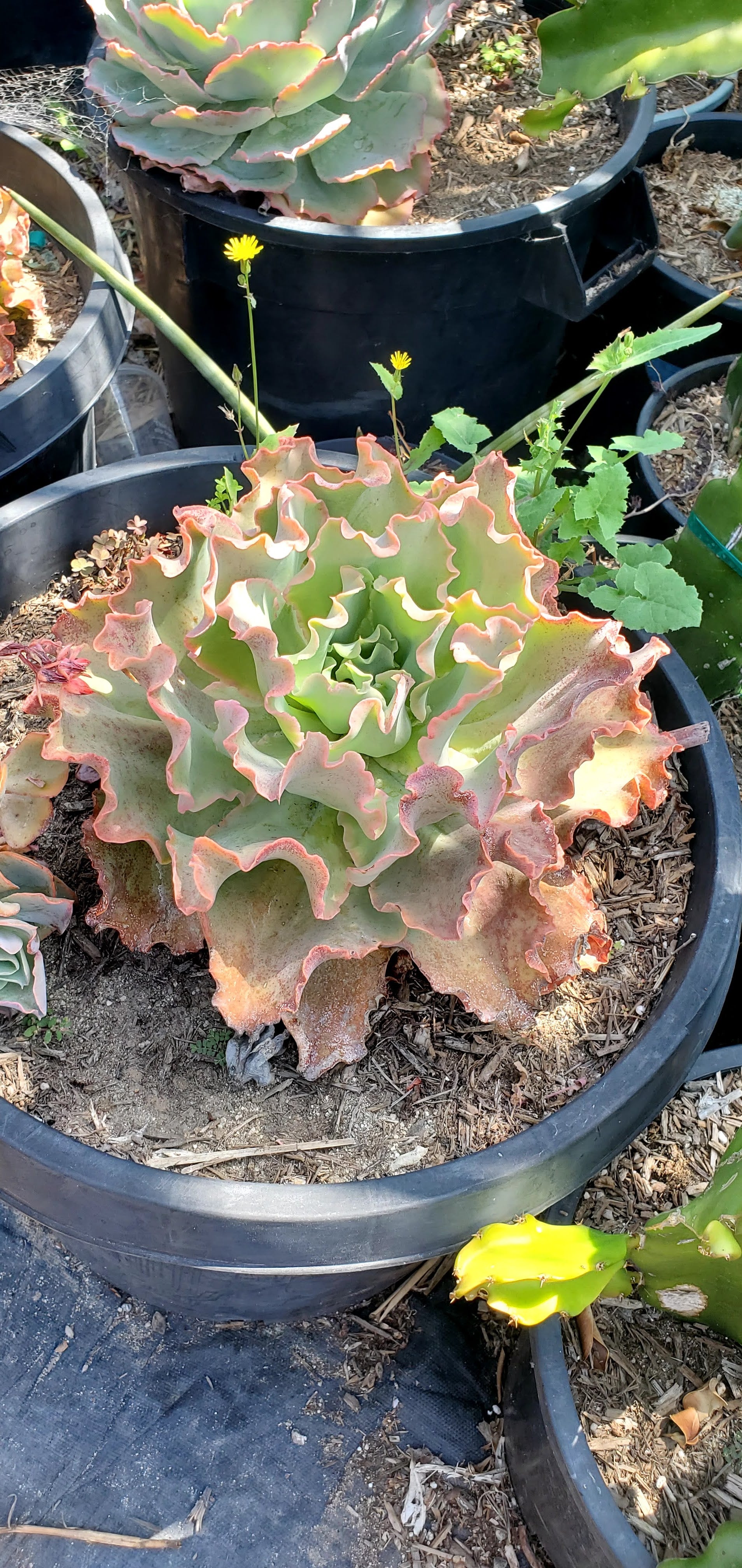Echeveria party dress