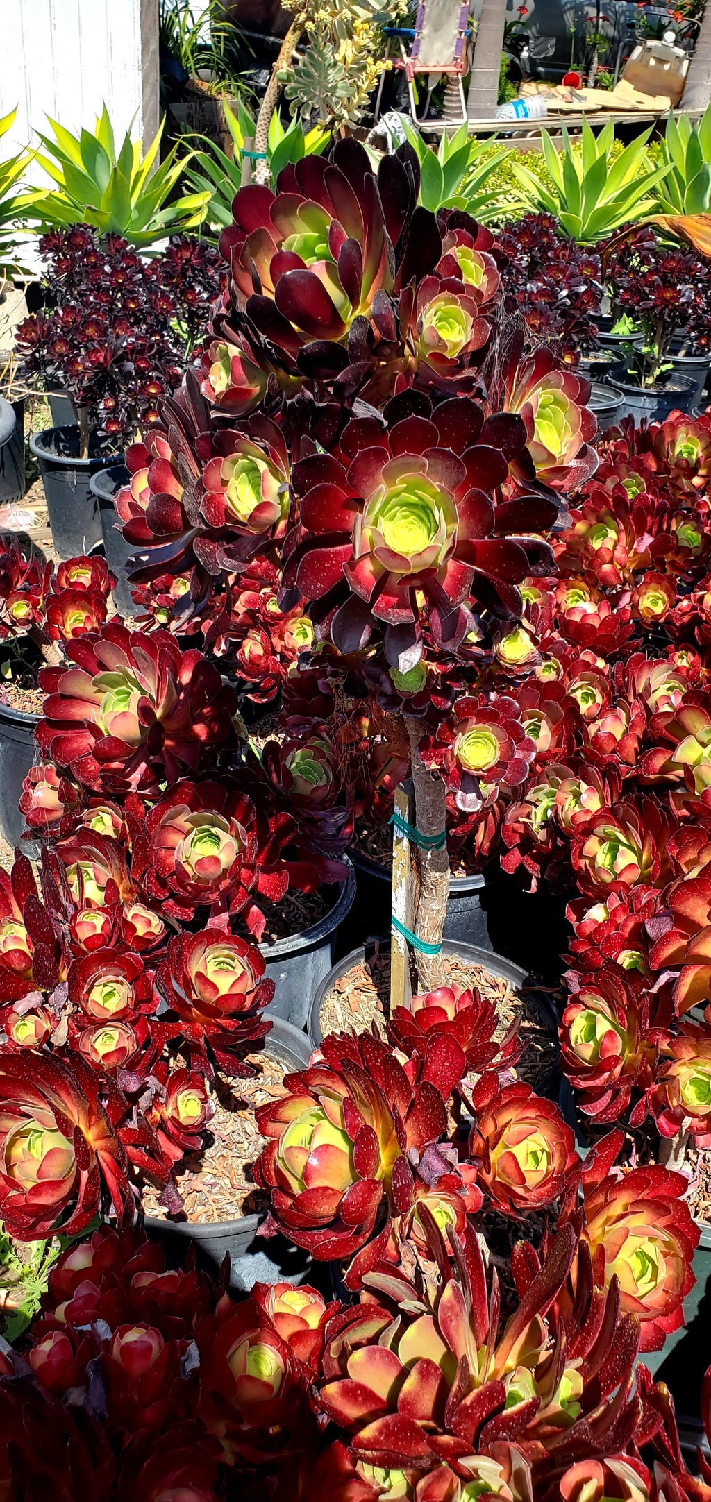 Aeonium Marty gras