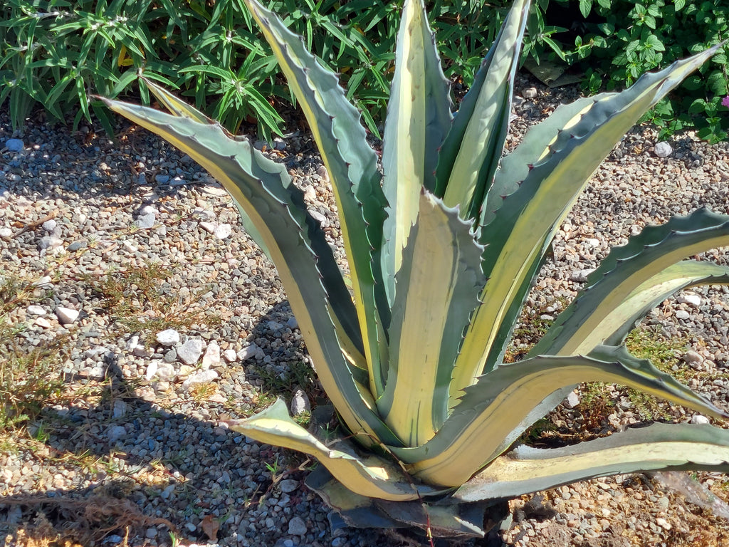 Century plant