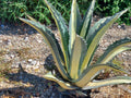 Century plant