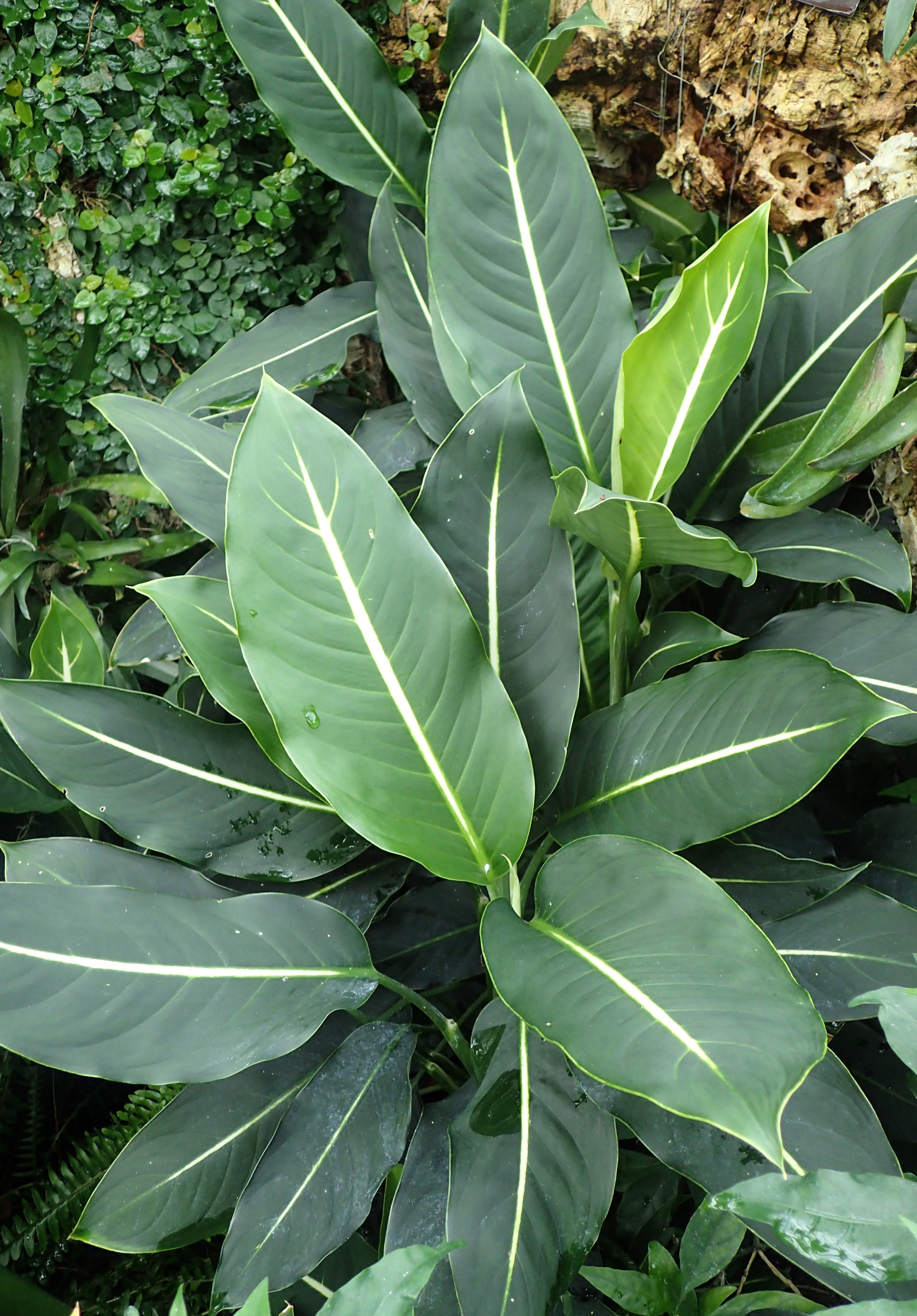 Dumb cane
