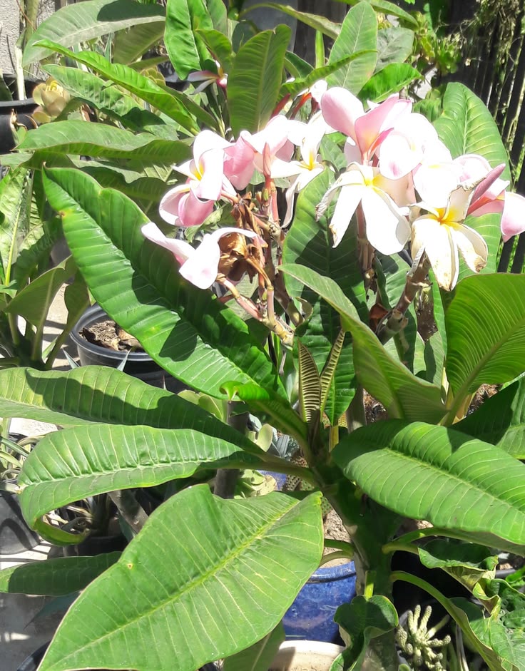 Frangipani / Plumeria ruba