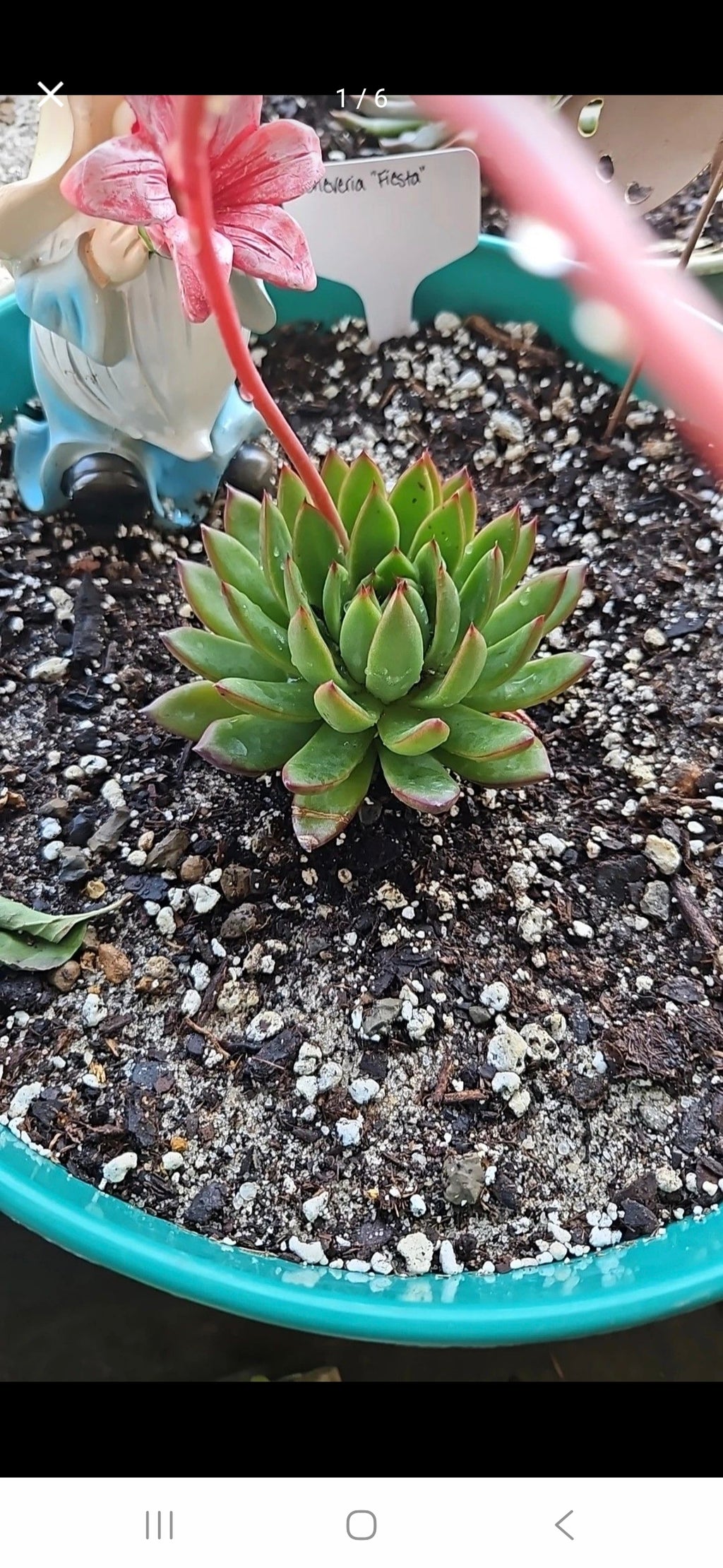 Wax Agave