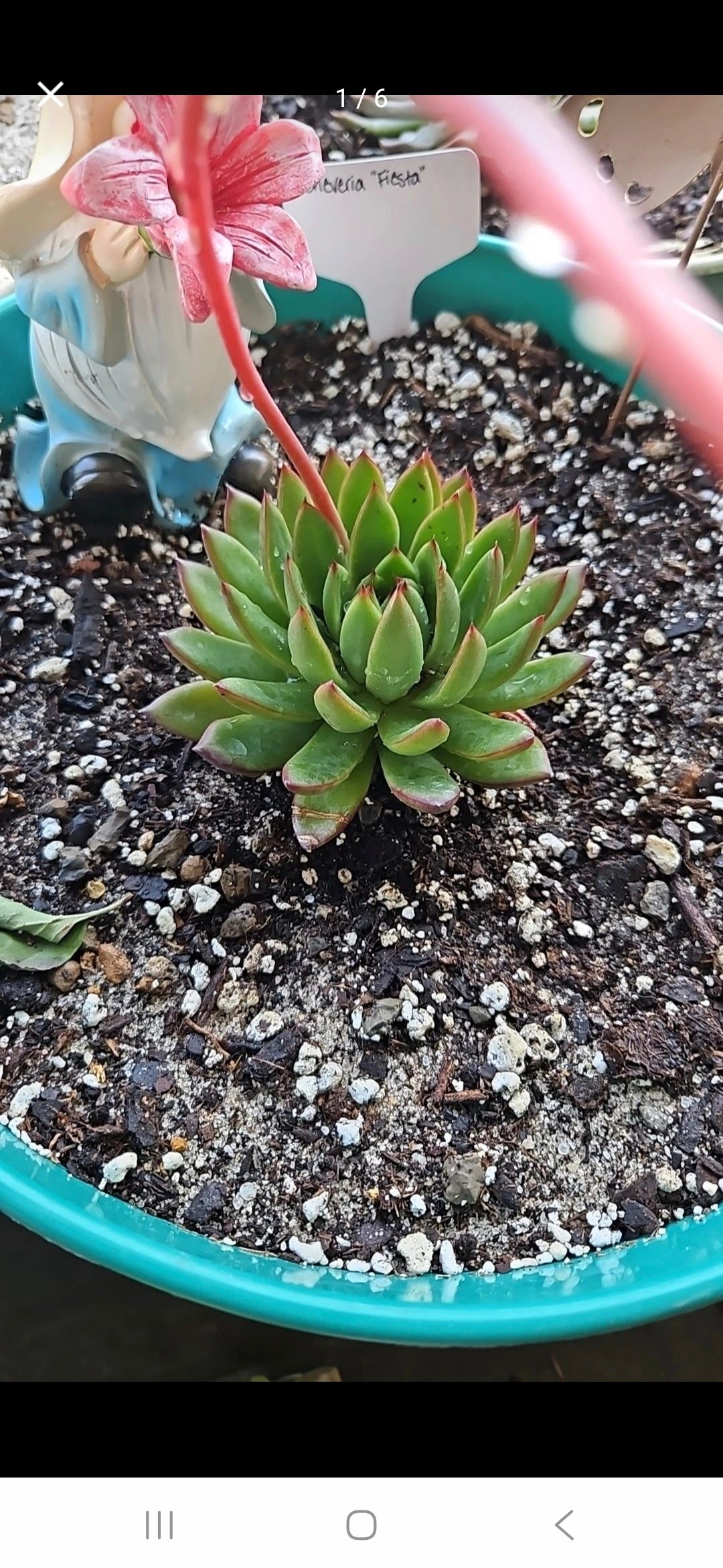 Wax Agave