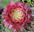 Aeonium Marty gras