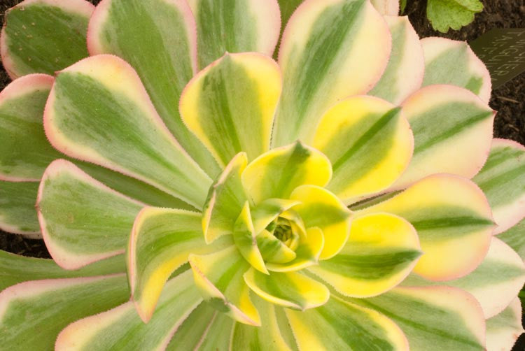 Aeonium Sunburst