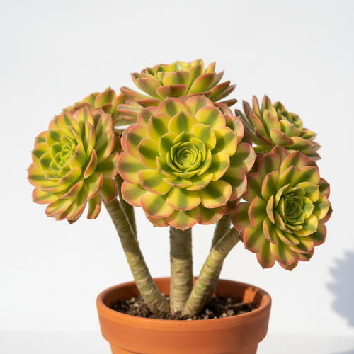 Aeonium Sunburst - Alternative View