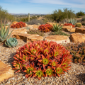 Campfire Plant Outdoor Landscaping