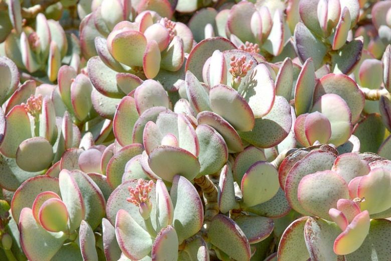 Silver dollar plant