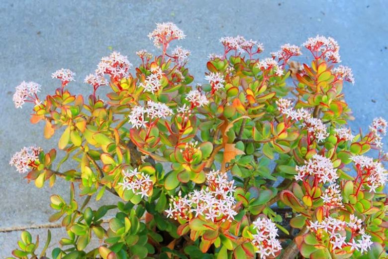 Jade plant