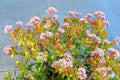 Jade plant