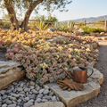 Palmer's Sedum Ground Cover