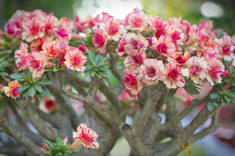 Desert Rose