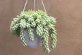 Burros tail
