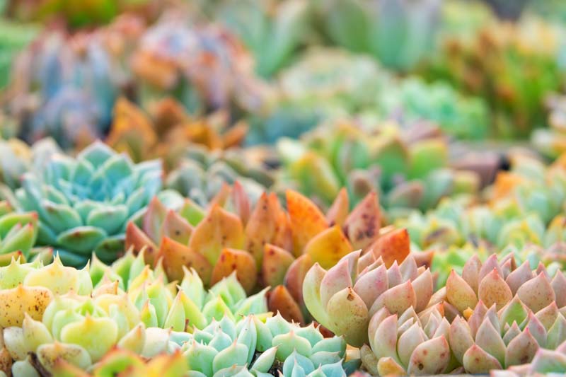 Succulents