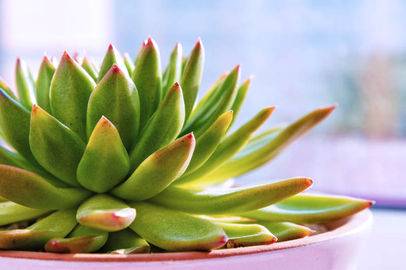 Wax Agave