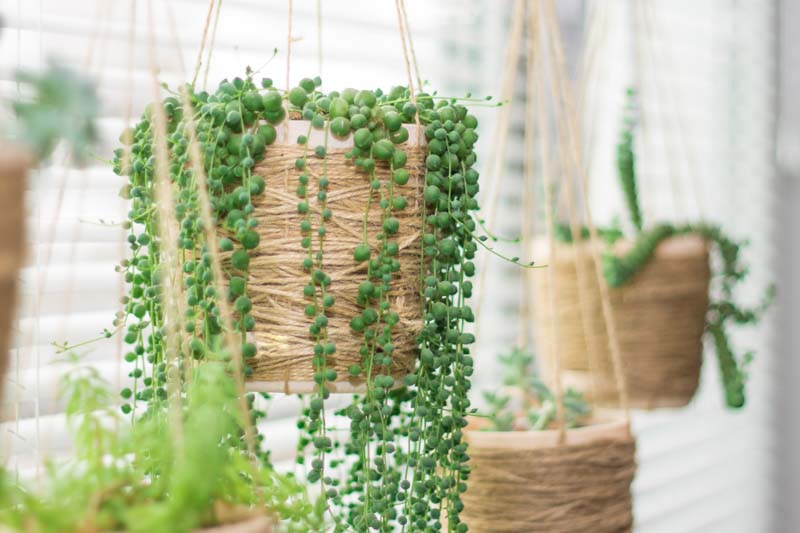 String of pearls