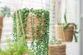 String of pearls