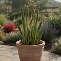 Snake Plant Outdoors