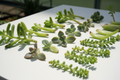 Fresh succulent cuttings arranged on a white surface, ready to root and grow.