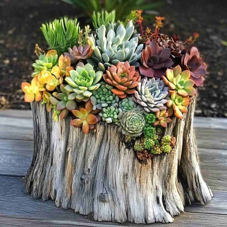 Fresh succulent cuttings arranged on a weathered stump planter, ready to root and grow.